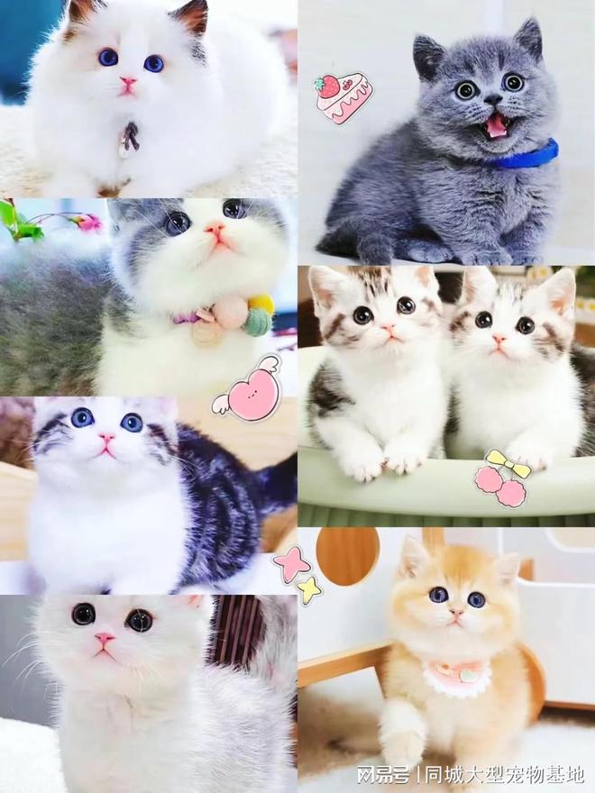 九游官网入口：遵义哪里可以买宠物猫狗？这里有你想要的还能亲自挑选宠物哦(图2)