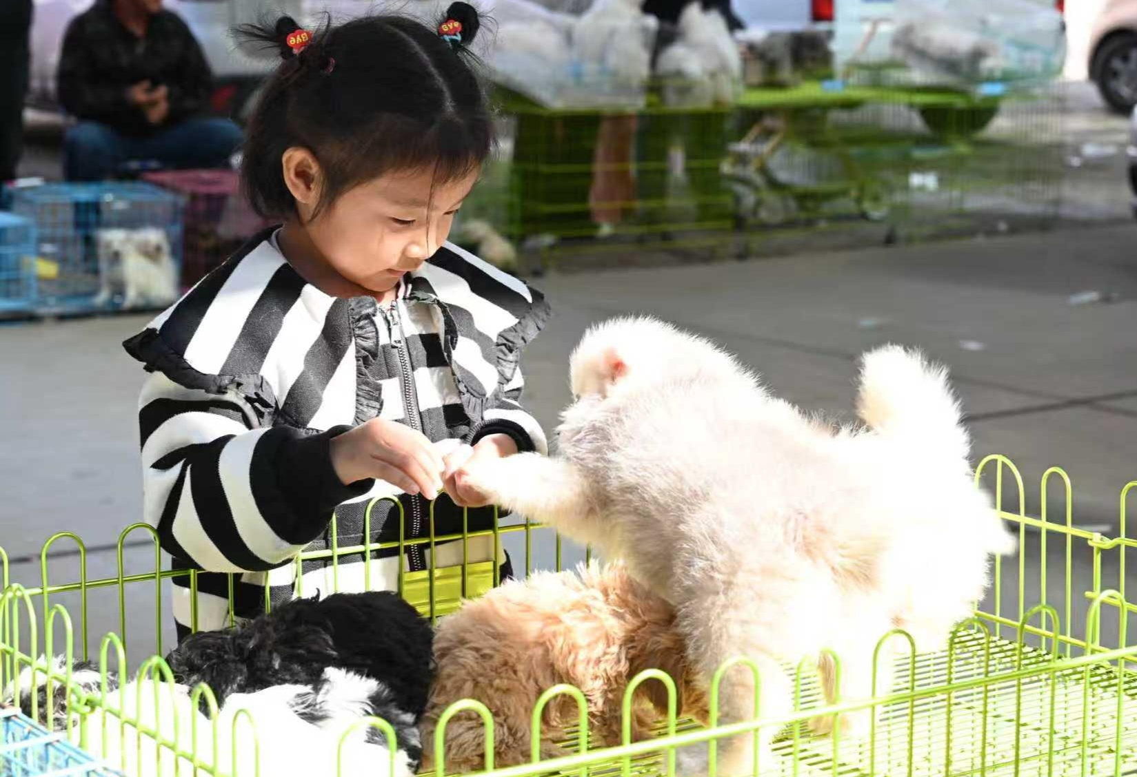 河北昌黎举办第二届国际宠博会 推动宠物产业高质量发展(图3)