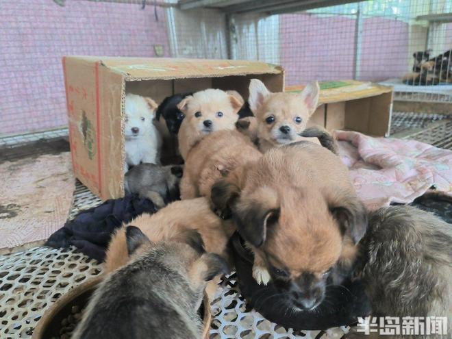 半岛公益｜流浪猫狗数量增多救助压力陡增！流浪动物中心盼援手(图2)