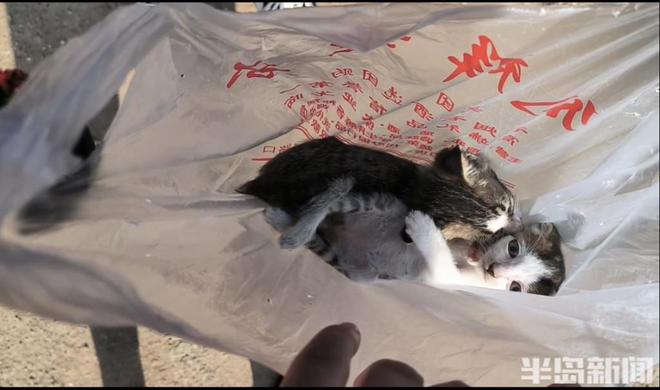 半岛公益｜流浪猫狗数量增多救助压力陡增！流浪动物中心盼援手(图3)
