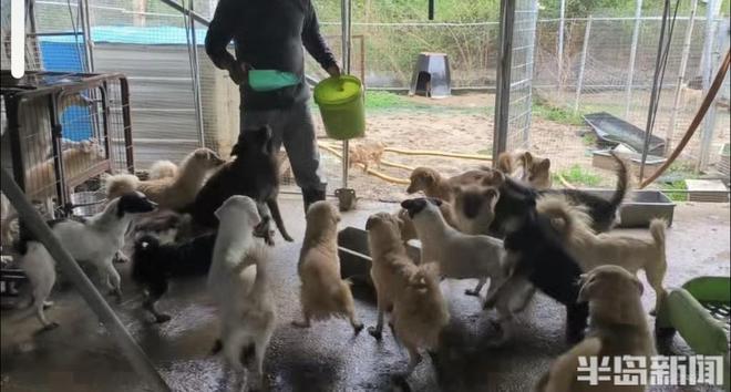 半岛公益｜流浪猫狗数量增多救助压力陡增！流浪动物中心盼援手(图7)