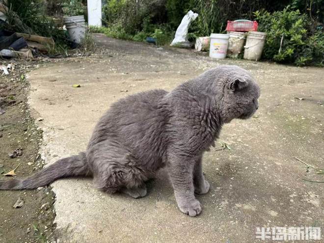 半岛公益｜流浪猫狗数量增多救助压力陡增！流浪动物中心盼援手(图5)