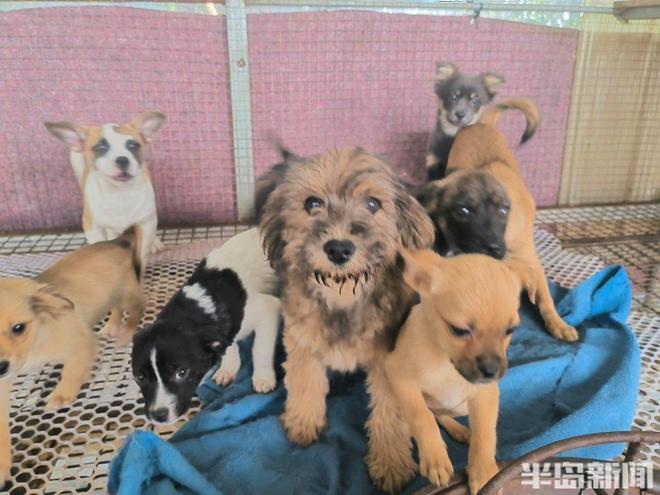 半岛公益｜流浪猫狗数量增多救助压力陡增！流浪动物中心盼援手(图6)