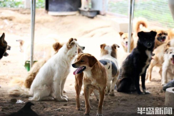 半岛公益｜流浪猫狗数量增多救助压力陡增！流浪动物中心盼援手(图8)
