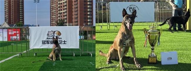 四地联动全域开花Amazing Pet Air引领宠物健康新纪元(图2)