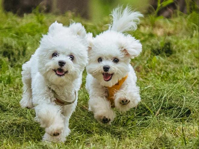 叮当快药布局宠物健康服务打造28分钟到家配送体系。(图3)