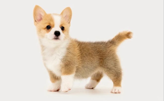 叮当快药布局宠物健康服务打造28分钟到家配送体系。(图2)