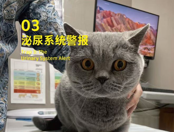 象乡宠物食品 养英短前都需要知道哪些事？(图3)