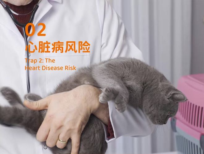 象乡宠物食品 养英短前都需要知道哪些事？(图2)