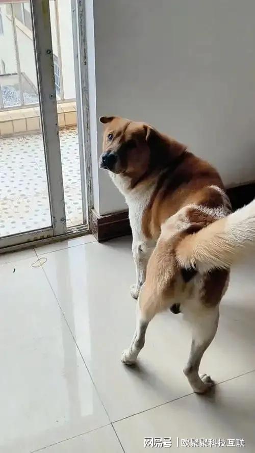 九游app：土狗老祖宗严选：中华田园犬起源与发展网友也趋向喜欢养殖土狗(图3)