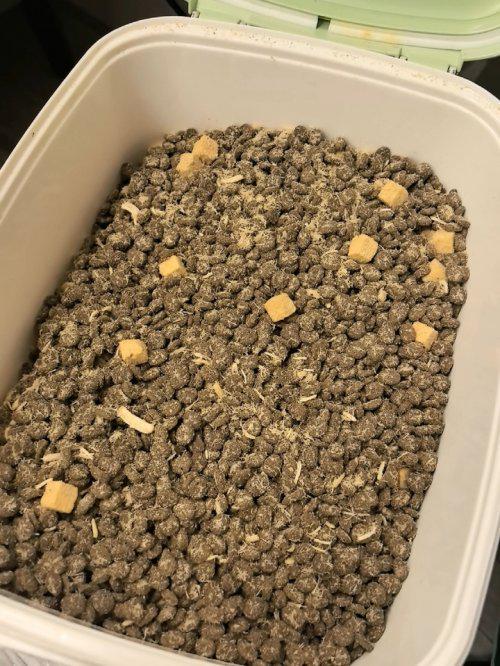 成年边牧一天吃多少狗粮？便宜的狗粮推荐(图2)