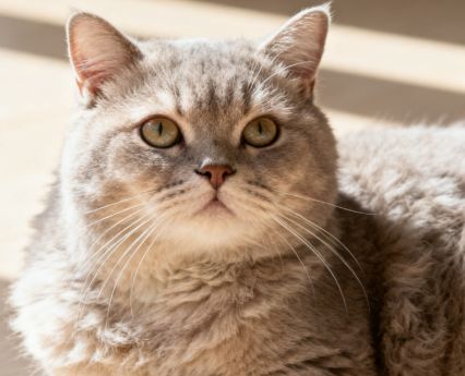 双十一狗粮选什么？看完省心选(图3)