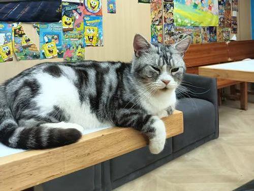 九游体育：宠物也是碳排大户？毛孩子吃喝有讲究三招教你环保养宠(图7)