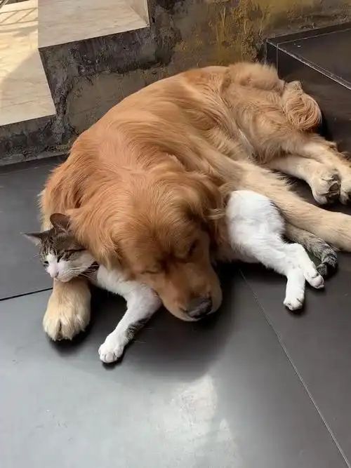 九游体育：宠物也是碳排大户？毛孩子吃喝有讲究三招教你环保养宠(图9)