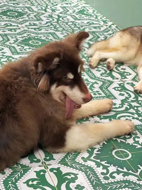 九游体育：宠物也是碳排大户？毛孩子吃喝有讲究三招教你环保养宠(图8)