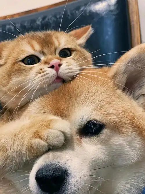 九游体育：宠物也是碳排大户？毛孩子吃喝有讲究三招教你环保养宠(图6)