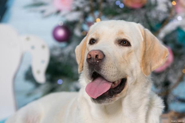 九游体育：四拉布拉多如何补钙(图2)