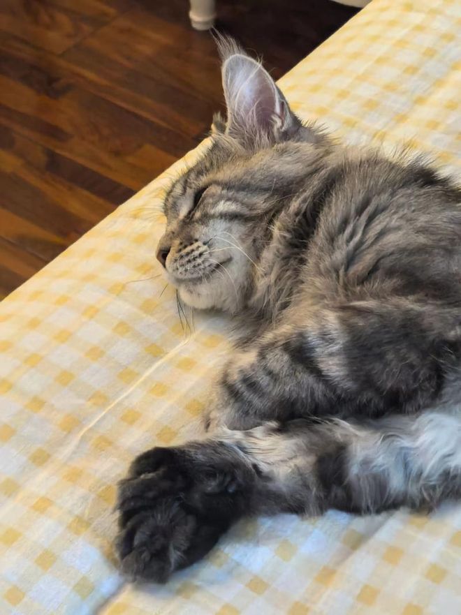 生猫粮检出禽流感猫咪食用后被安乐死相关批次已下架！(图9)