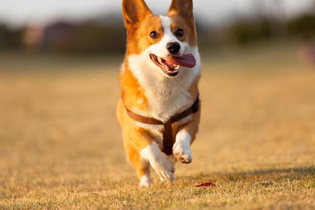 九游app：宠物异常行为解读：及时发现健康隐患(图3)