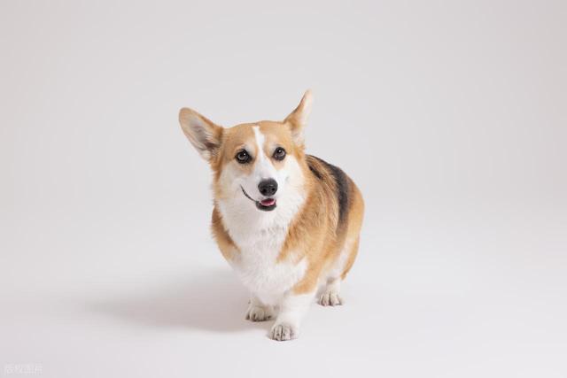 九游app：宠物异常行为解读：及时发现健康隐患(图2)