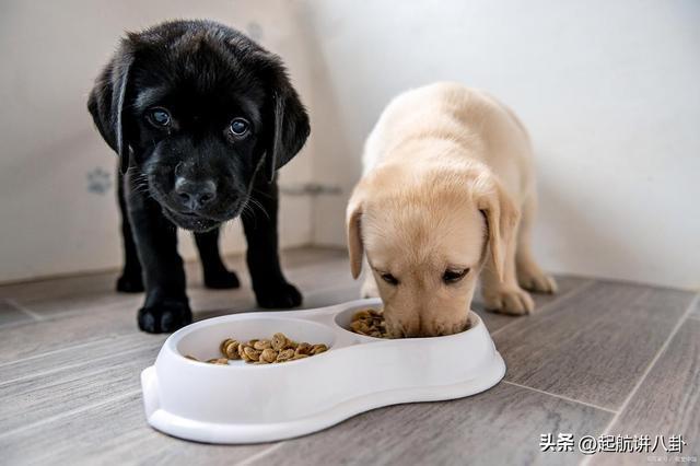 吧拉布拉多不吃狗粮怎么办？(图4)