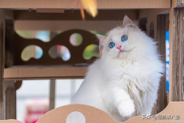 九游app：吧布偶猫如何喂养？(图2)