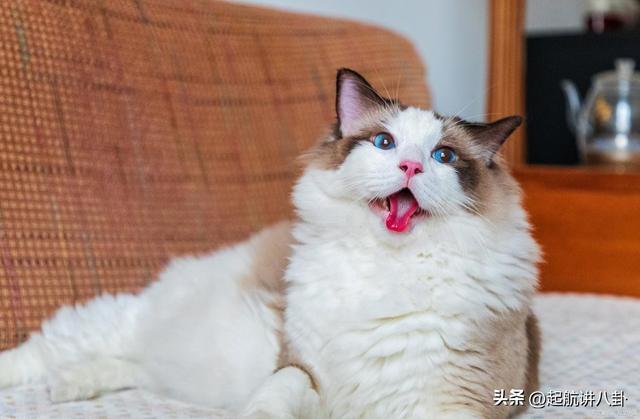 九游app：吧布偶猫如何喂养？(图4)