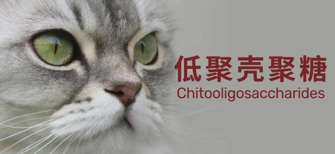 九游官网入口：低聚壳聚糖：呵护宠物健康(图5)