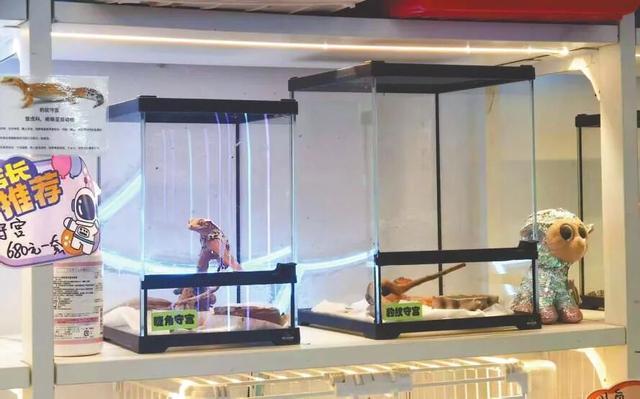 蜥蜴、狐獴、蜘蛛……异宠热潮背后的风险你知道吗？(图2)