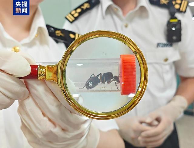 蜥蜴、狐獴、蜘蛛……异宠热潮背后的风险你知道吗？(图4)