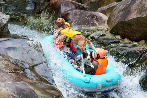 带宠物旅行成了一门生意(图1)