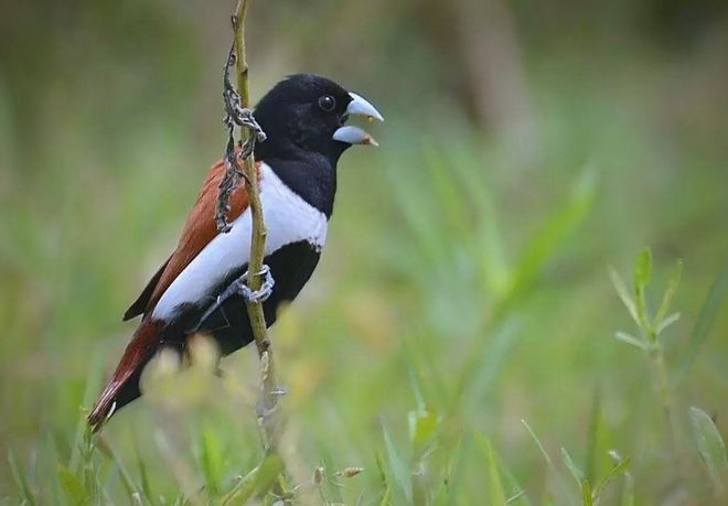 九游app：寿命最长的宠物鸟品种有哪些？文鸟品种大盘点(图3)