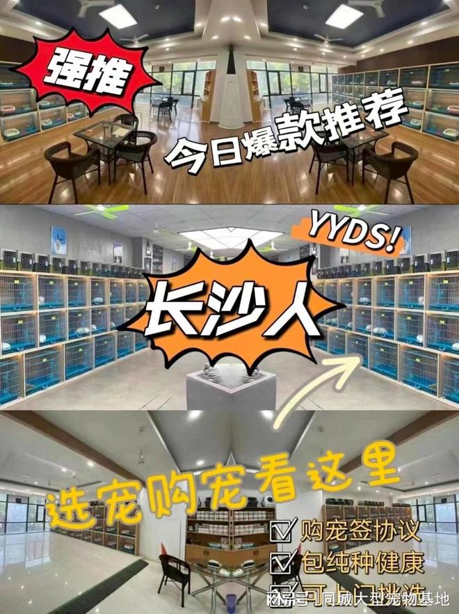 九游app：长沙买宠物猫狗哪里比较安全？这儿有实体店可选放心大胆挑吧(图1)