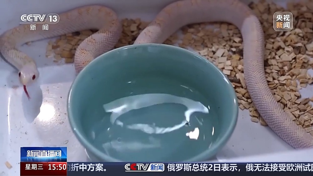 视频丨“异宠”虽潮饲养有道！警惕生物安全风险勿碰法律红线(图2)