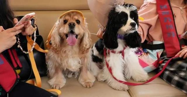 温情陪伴还是“花钱买罪”？“携宠观影”爆火引争议兽医提醒：并非适合所有宠物(图5)