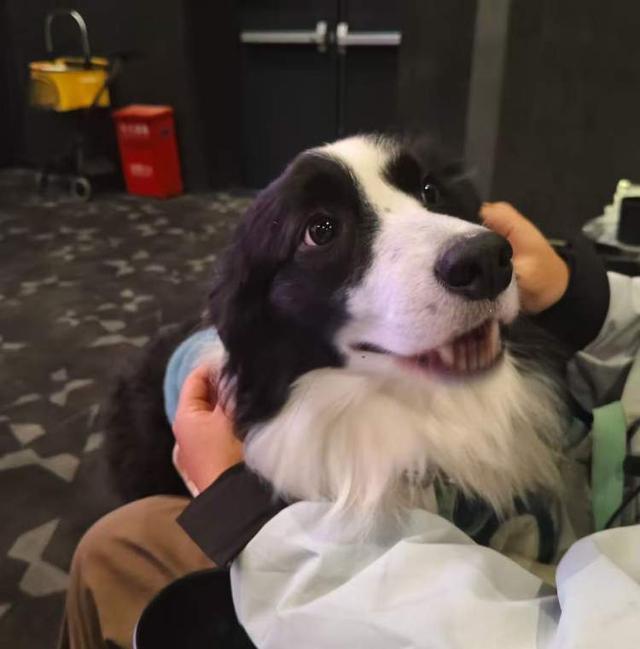 温情陪伴还是“花钱买罪”？“携宠观影”爆火引争议兽医提醒：并非适合所有宠物(图3)