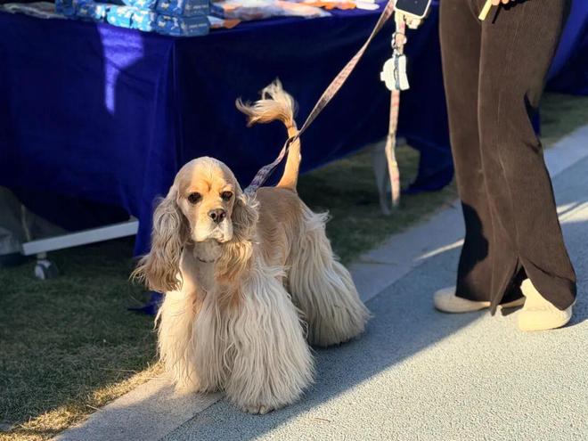 九游app：萌宠专区+便民服务+文化体验这里的志愿活动“花样”多→(图2)