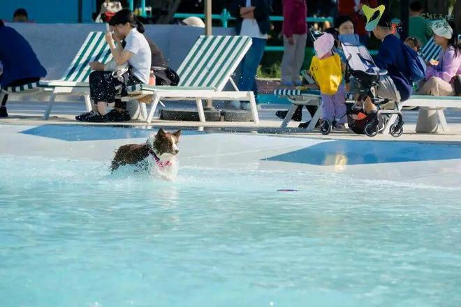 九游官网入口：来重云巷一起“宠物社交”+“潮流运动”！(图12)