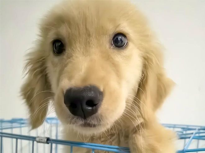 九游app：狗粮牌子排行榜有哪些值得买？国产十大放心狗粮品牌排行榜总结(图2)