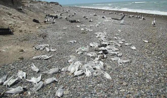 九游体育：监测动物健康能阻止下一场大流行吗？(图2)