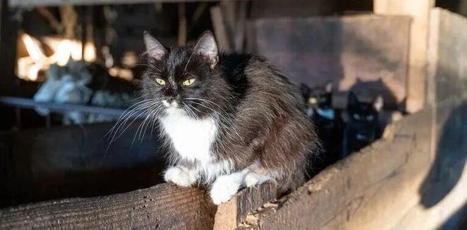 九游体育：监测动物健康能阻止下一场大流行吗？(图3)