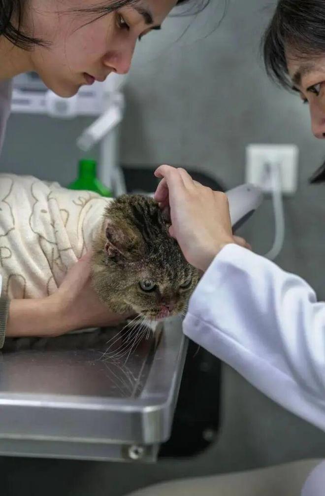 九游体育：杭州“宠物诊疗纠纷”终于有官方调解机构了(图2)