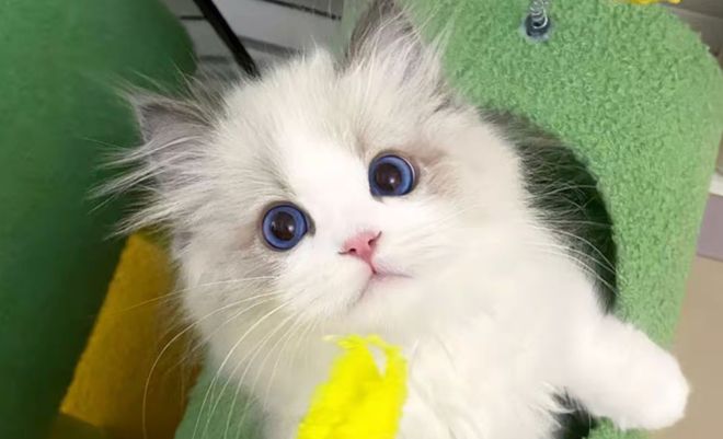 2025养宠不踩坑！实测3款宠物APP买宠防骗、就医应急、寄养无忧(图3)