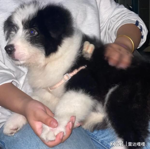 狗狗挑食不吃狗粮怎么办？适口性好性价比高的10款狗粮推荐！(图2)