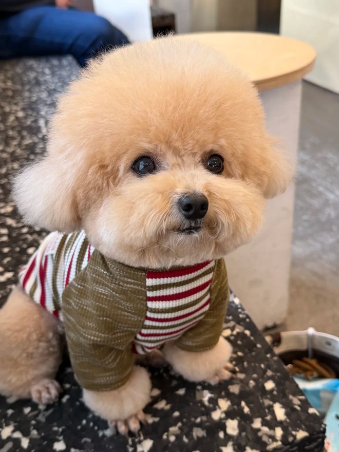 九游官网入口：泰迪专用狗粮排名有哪些推荐？适口性好还呵护肠胃的狗粮分享(图1)