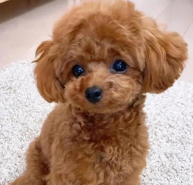 九游官网入口：泰迪专用狗粮排名有哪些推荐？适口性好还呵护肠胃的狗粮分享(图2)