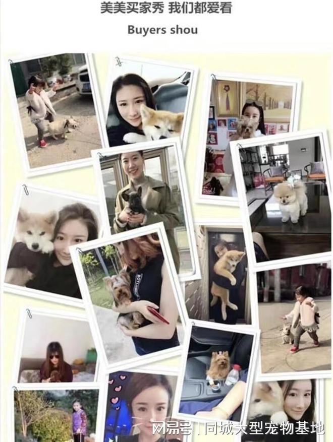 九游体育：东莞哪个猫狗舍比较有名口碑比较好？这买宠物放心能去实体店挑选(图2)