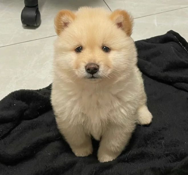 怎么挑选狗粮不踩雷？10款比较好的狗粮品牌测评平价党必看(图2)