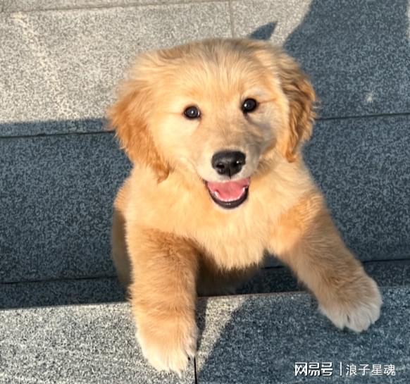 哪个牌子的狗粮比较好？狗粮排行前10哪些健康长肉？统统测评分享(图2)