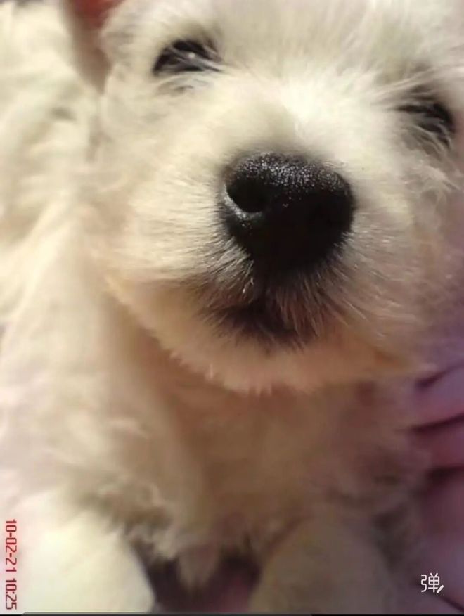 九游app：宠物狗被毒死女子辞职追凶3年案件宣判：65岁被告投毒致9条犬只死亡获刑4年；当事人：对我而言都是输狗狗再也回不来了(图2)